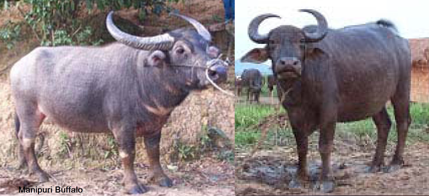Dissemination of Knowledge - Manipuri Buffalo Breed
