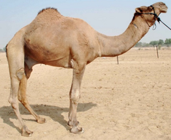 Dissemination Of Knowledge Jaisalmeri Camel