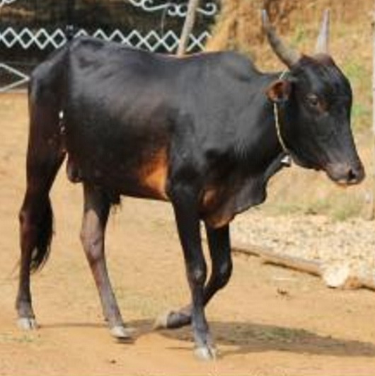 Dissemination Of Knowledge Malnad Gidda Cattle Breed