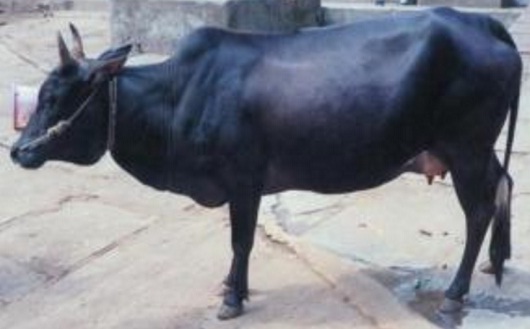 Dissemination Of Knowledge Malnad Gidda Cattle Breed