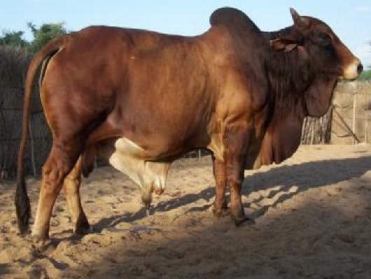 Dissemination Of Knowledge Rathi Cattle Breed