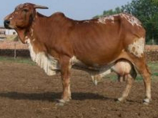 Dissemination Of Knowledge Rathi Cattle Breed