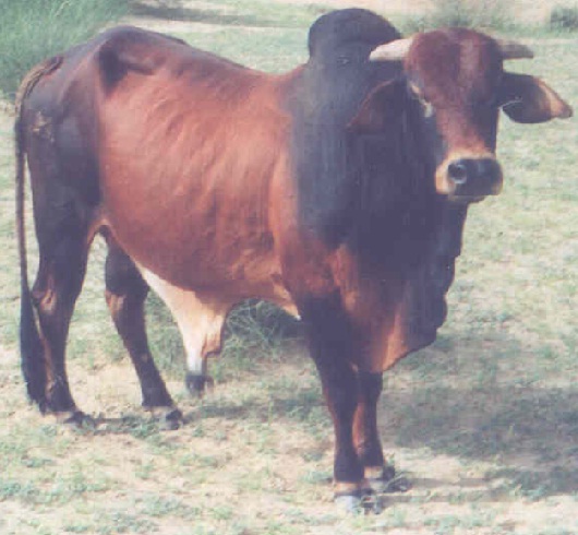 Dissemination Of Knowledge Rathi Cattle Breed