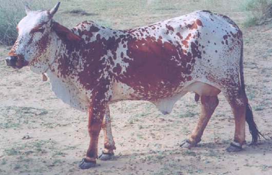 rathi cow image clipart