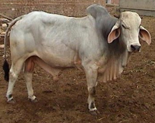 Dissemination Of Knowledge Tharparkar Cattle Breed