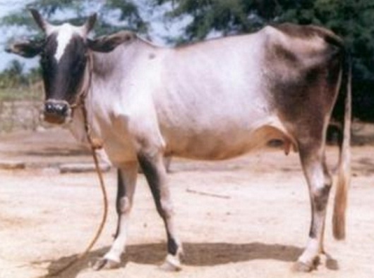 Dissemination Of Knowledge Umblachery Cattle Breed