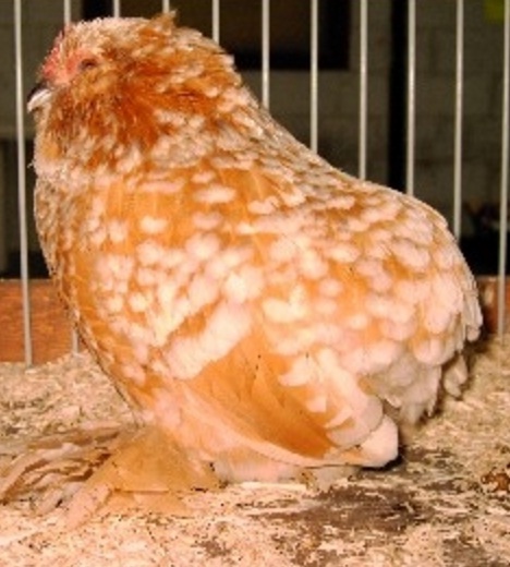 Dissemination Of Knowledge Barbu D Everberg Chicken Breed