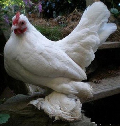 Dissemination Of Knowledge Booted Bantam Chicken Breed