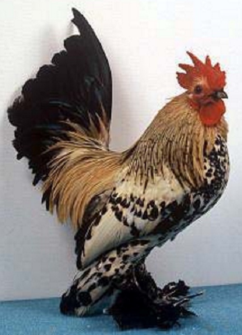 Dissemination Of Knowledge Booted Bantam Chicken Breed