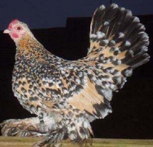 Dissemination Of Knowledge Booted Bantam Chicken Breed