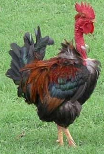 Dissemination Of Knowledge Kaalnekke Naked Neck Chicken