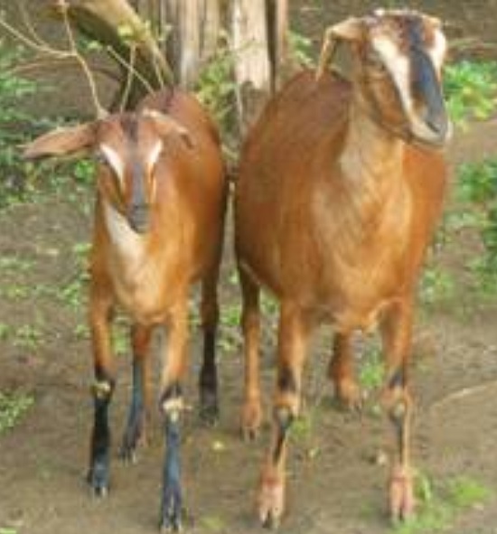 Dissemination of Knowledge - Teressa Goat