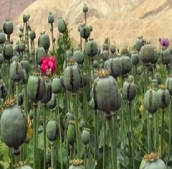 Dissemination Of Knowledge अफ म प स त Opium Papaver Somniferum